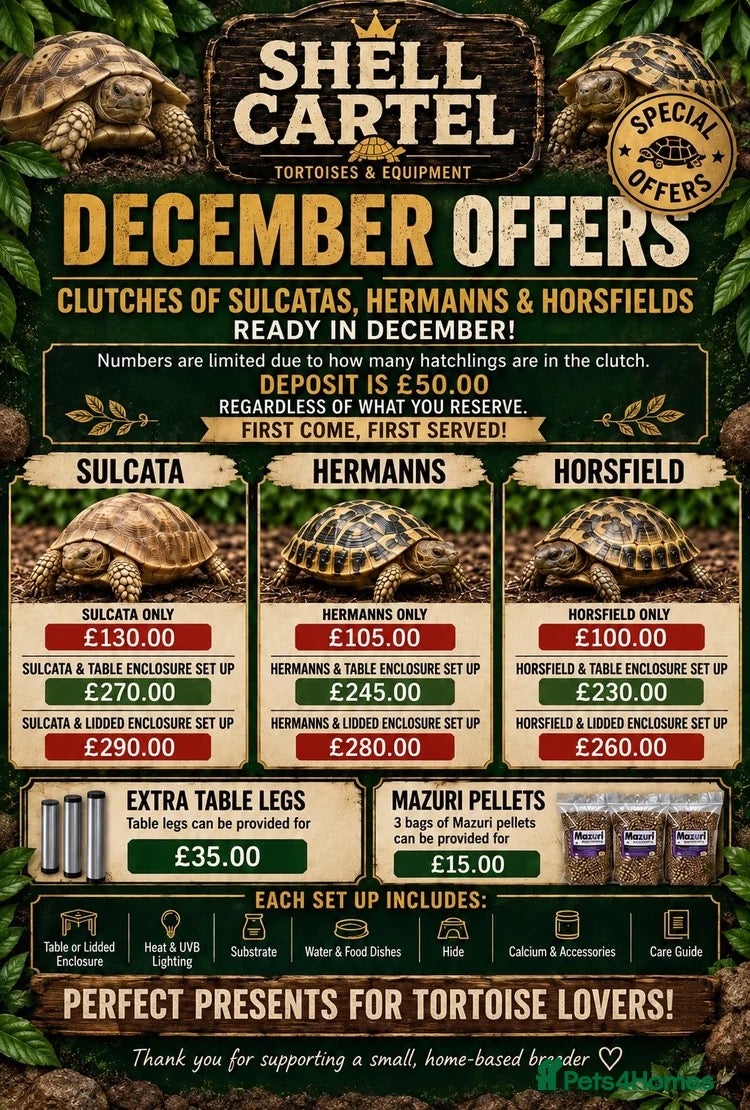 Tortoise reptiles for sale: BABY TORTOISES READY DECEMBER - Advert 2