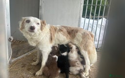 Border Collie dogs for sale: Border collie puppies - Image 6