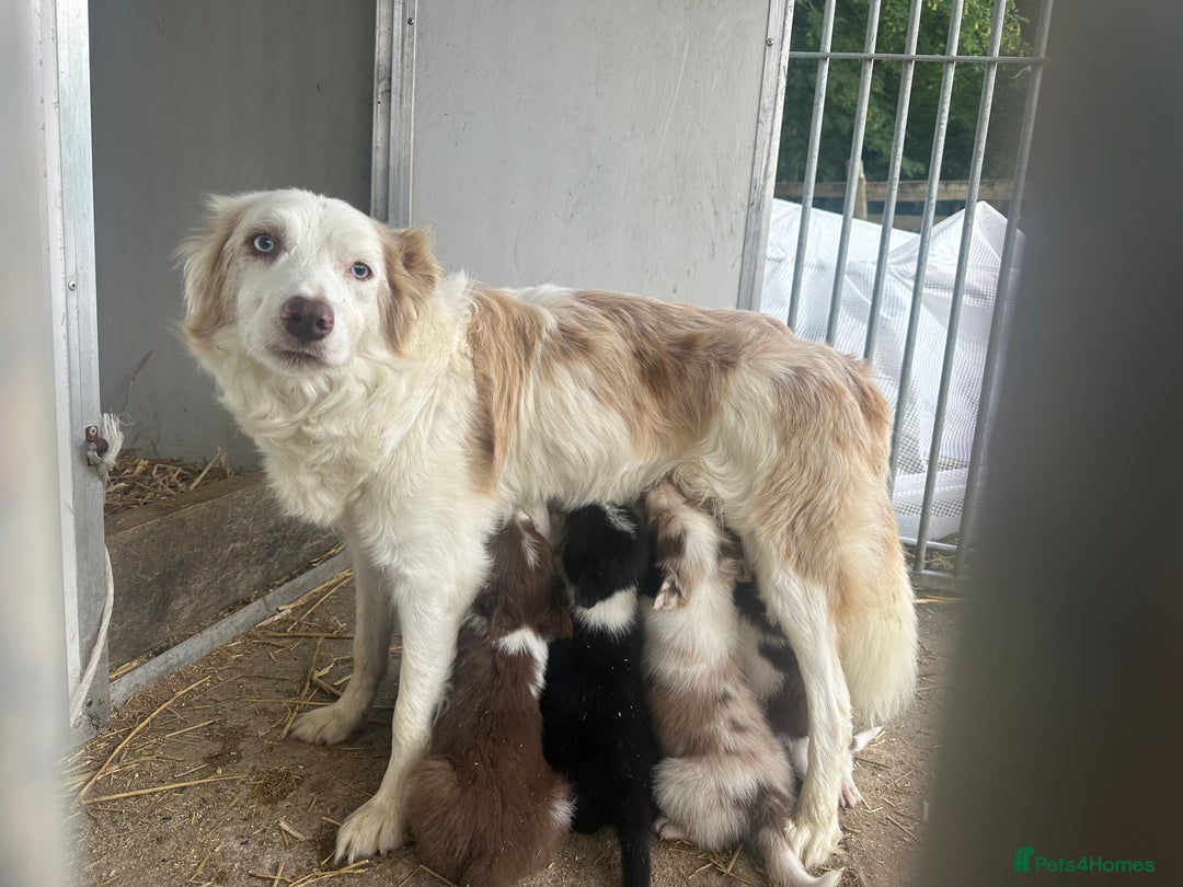 Border Collie dogs for sale: Border collie puppies - Image 6