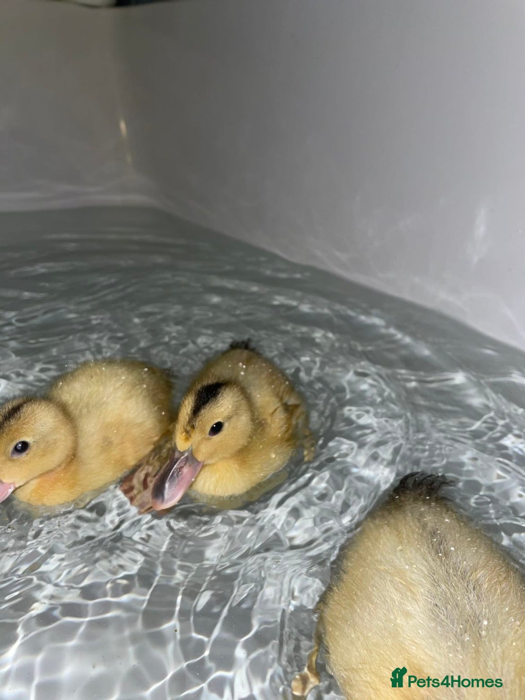 Ducks poultry for sale: Miniature Silver Appleyard Ducks – Semi Tame - Advert 7