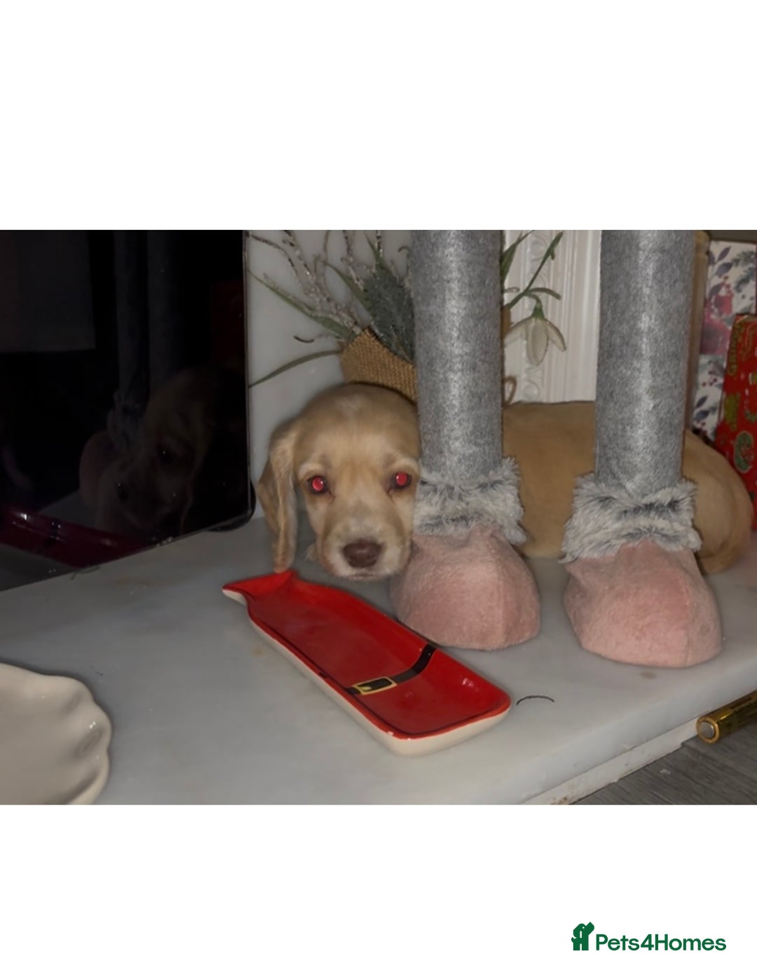 Cocker Spaniel dogs for sale: Ready now!!! Beautiful working cocker spaniels - Advert 7