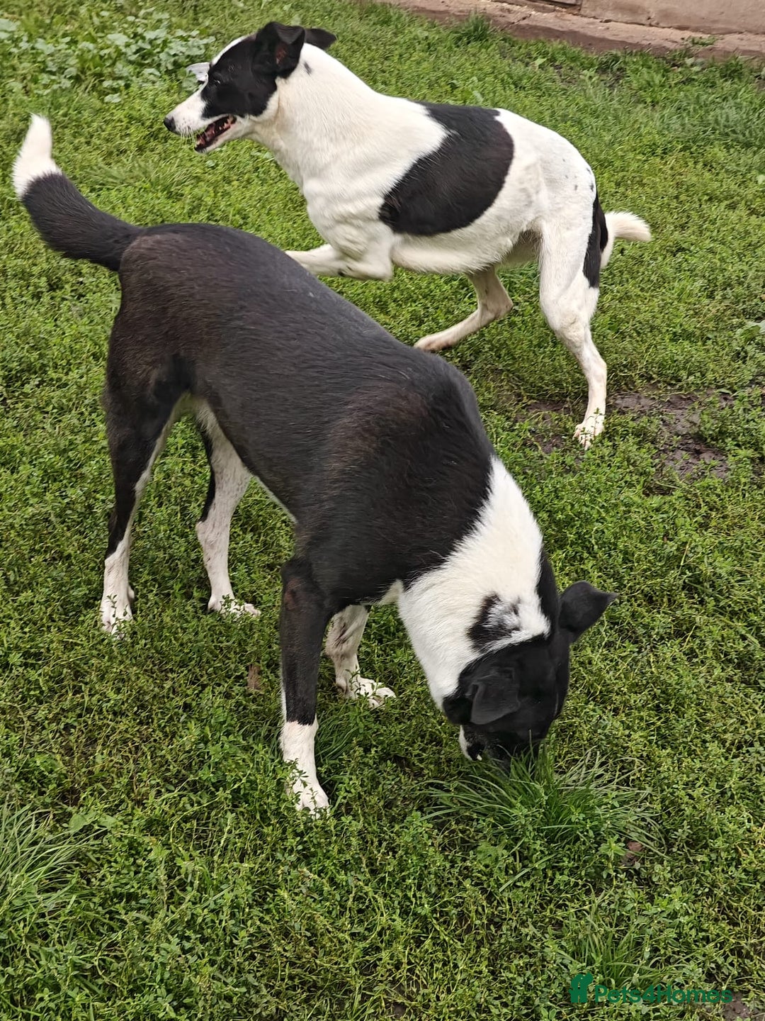 Mixed Breed dogs for adoption: ❤️Zoria❤️- medium-sized 2-year-old sunny girl  - Advert 15
