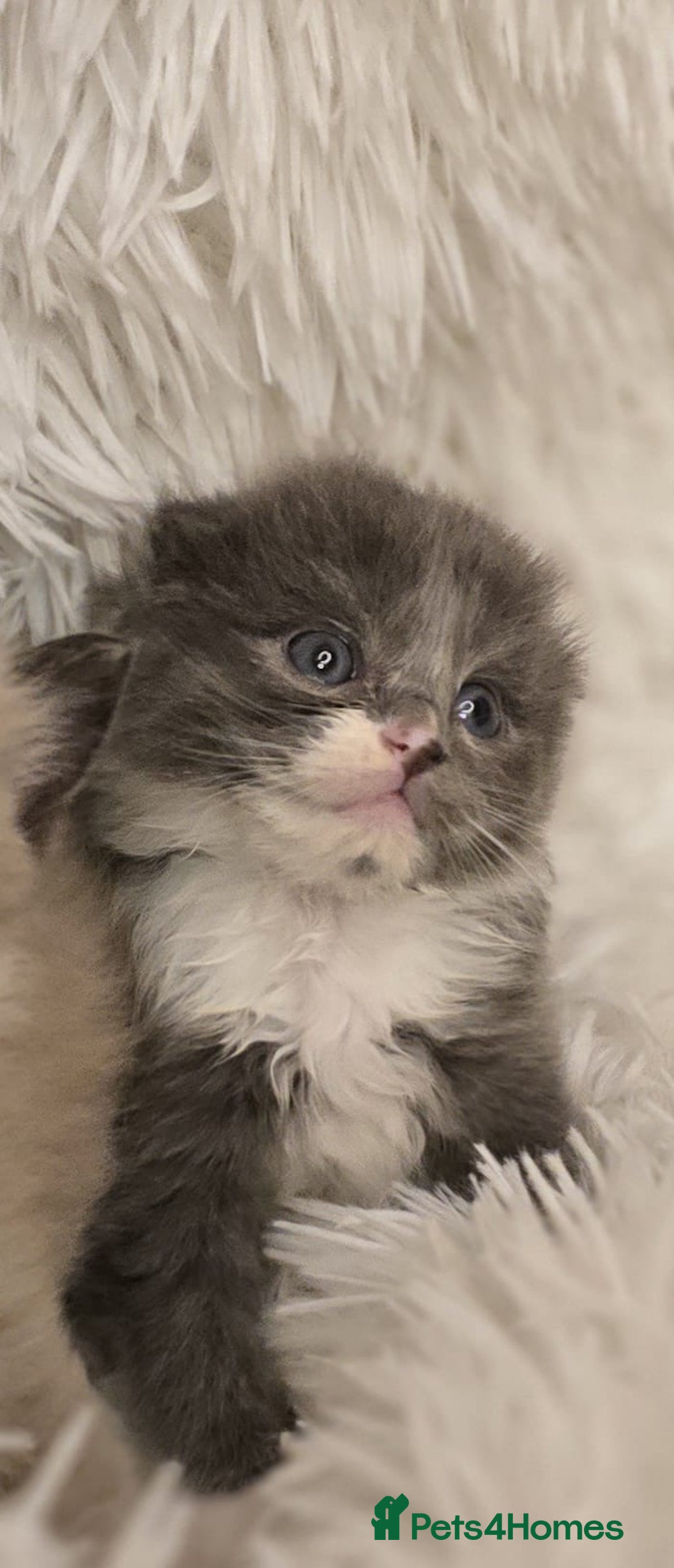 Scottish Fold cats for sale: Georgeous fluffy blue baby  - Image 3