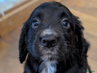 Cocker Spaniel dogs Working Cocker Spaniel puos - 1 female remaining! - Advert 17