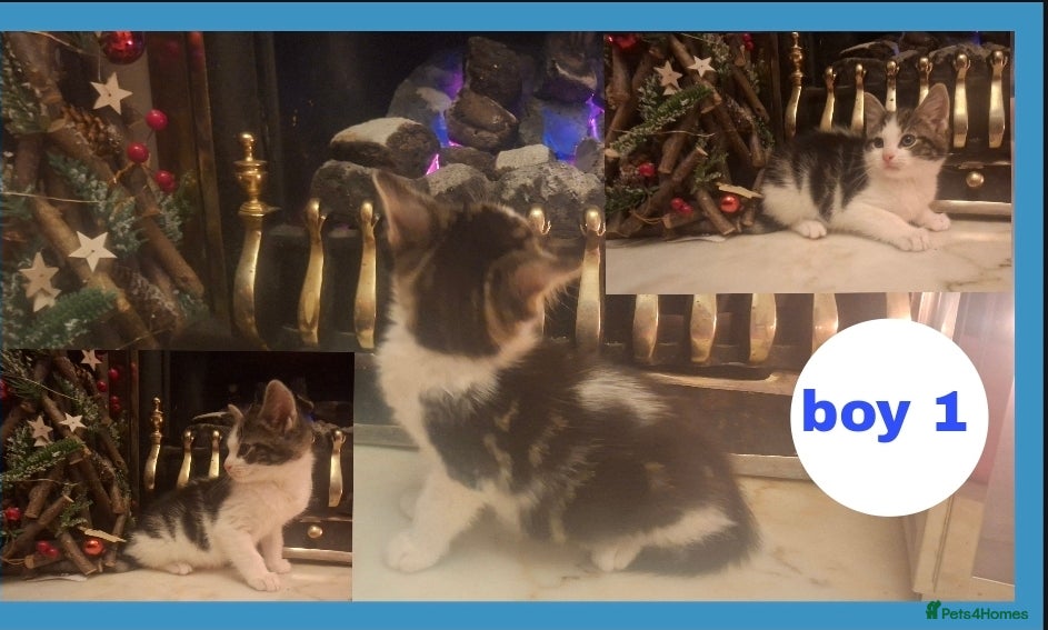 Mixed Breed cats Stunning kittens for sale  - Advert 1