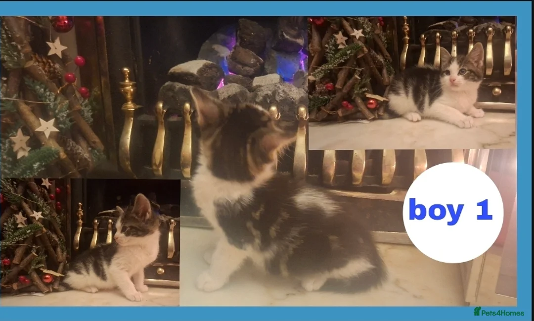 Mixed Breed cats for sale: Stunning kittens for sale  - Advert 1