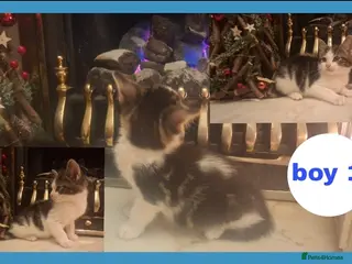 Mixed Breed cats Stunning kittens for sale - Advert 1