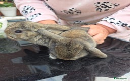 Mini Lop rabbits for sale: Mini lops - Image 4