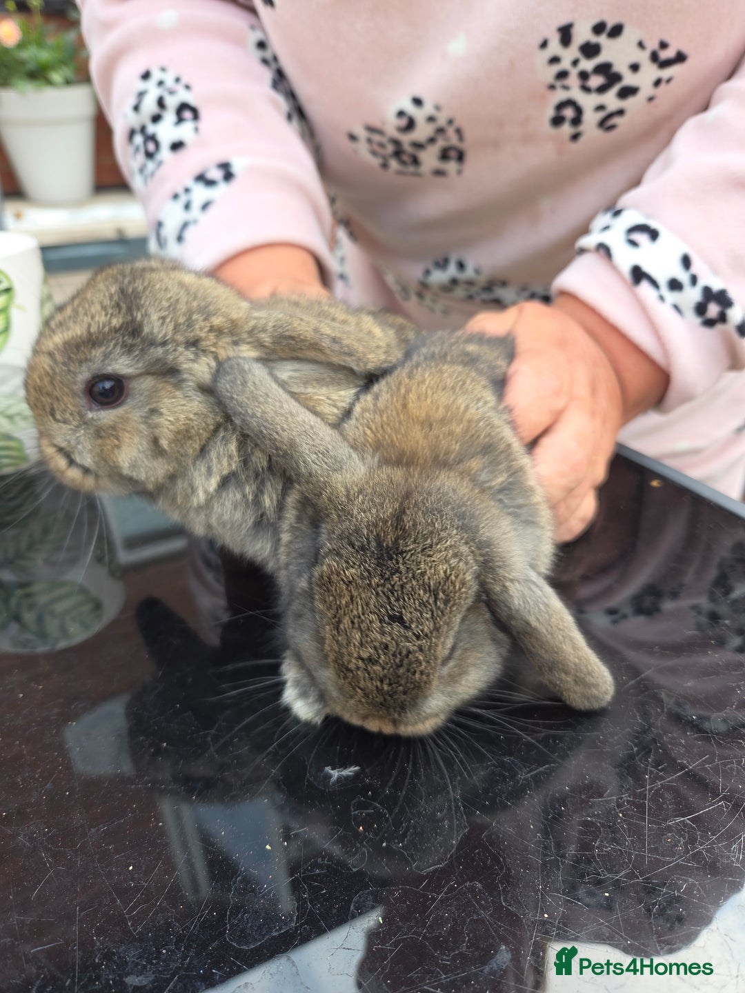 Mini Lop rabbits for sale: Mini lops - Image 4