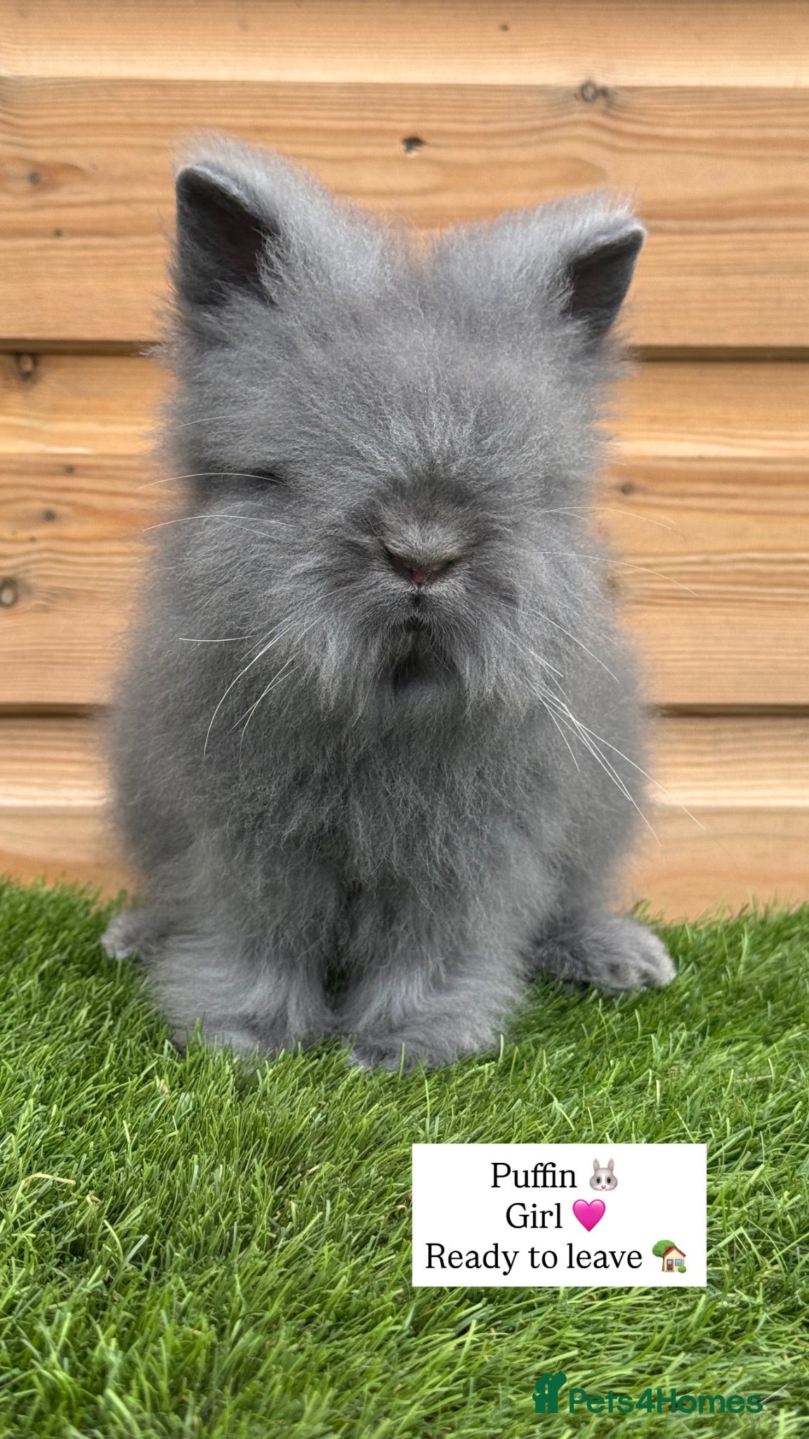 Lionhead rabbits Beautifully Bred Double Mane Lionhead Bunnies  - Advert 14