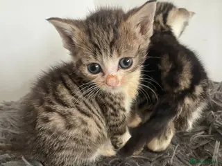 Mixed Breed cats Adorable kittens available - Advert 1