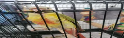 Conures birds for sale: Pyrrhura Moline pineapple  - Advert 1