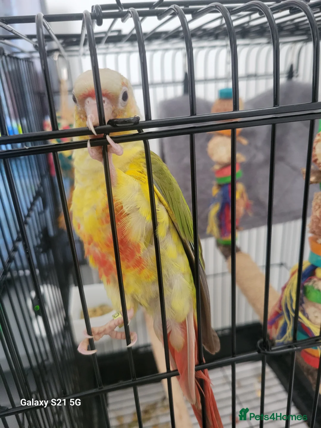 Conures birds for sale: Pyrrhura Moline pineapple  - Advert 1