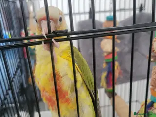 Conures birds Pyrrhura Moline pineapple - Advert 12