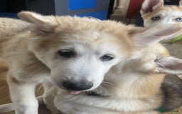 Huskita dogs for sale: Playful Huskita Puppies – Vaccinated & Ready Today - Image 4