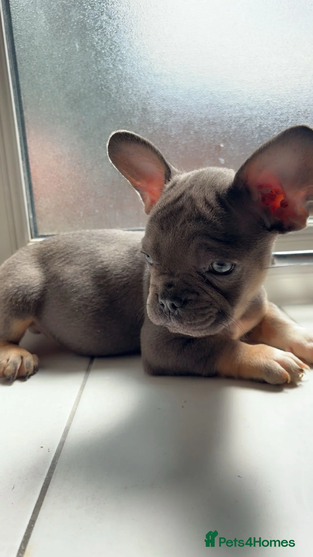 French Bulldog dogs for sale: Beautiful French bulldog puppies - Advert 1