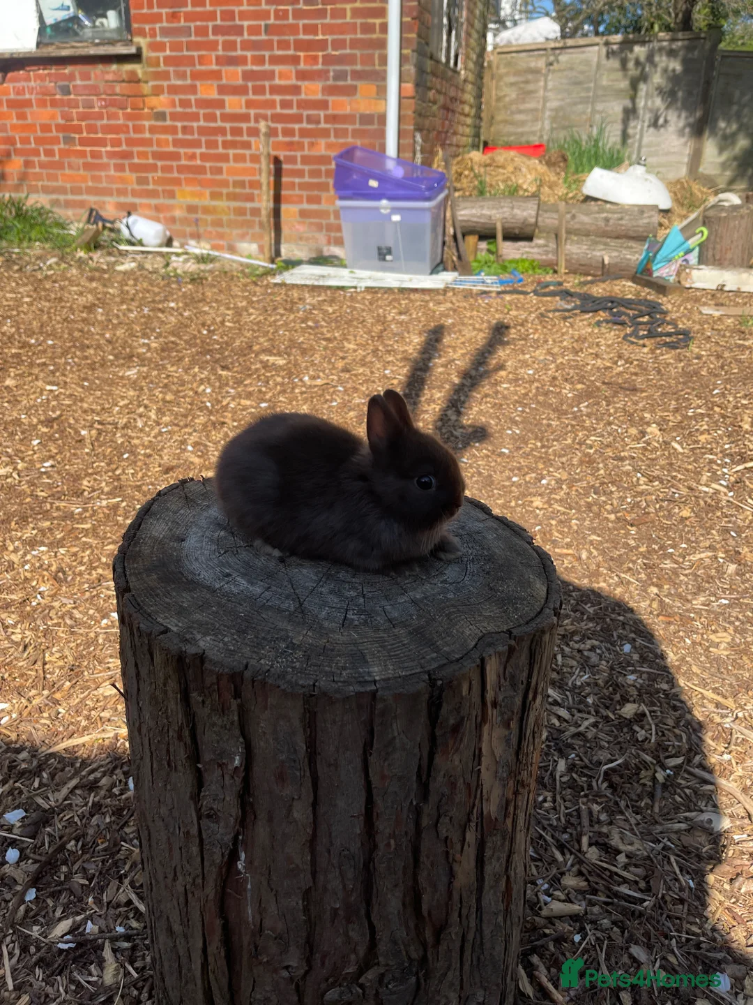 Netherland Dwarf rabbits for sale: Purebred Netherland dwarf - Advert 2