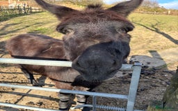 Donkey livestock for sale: Miniature Donkey & Standard Donkey  - Image 3