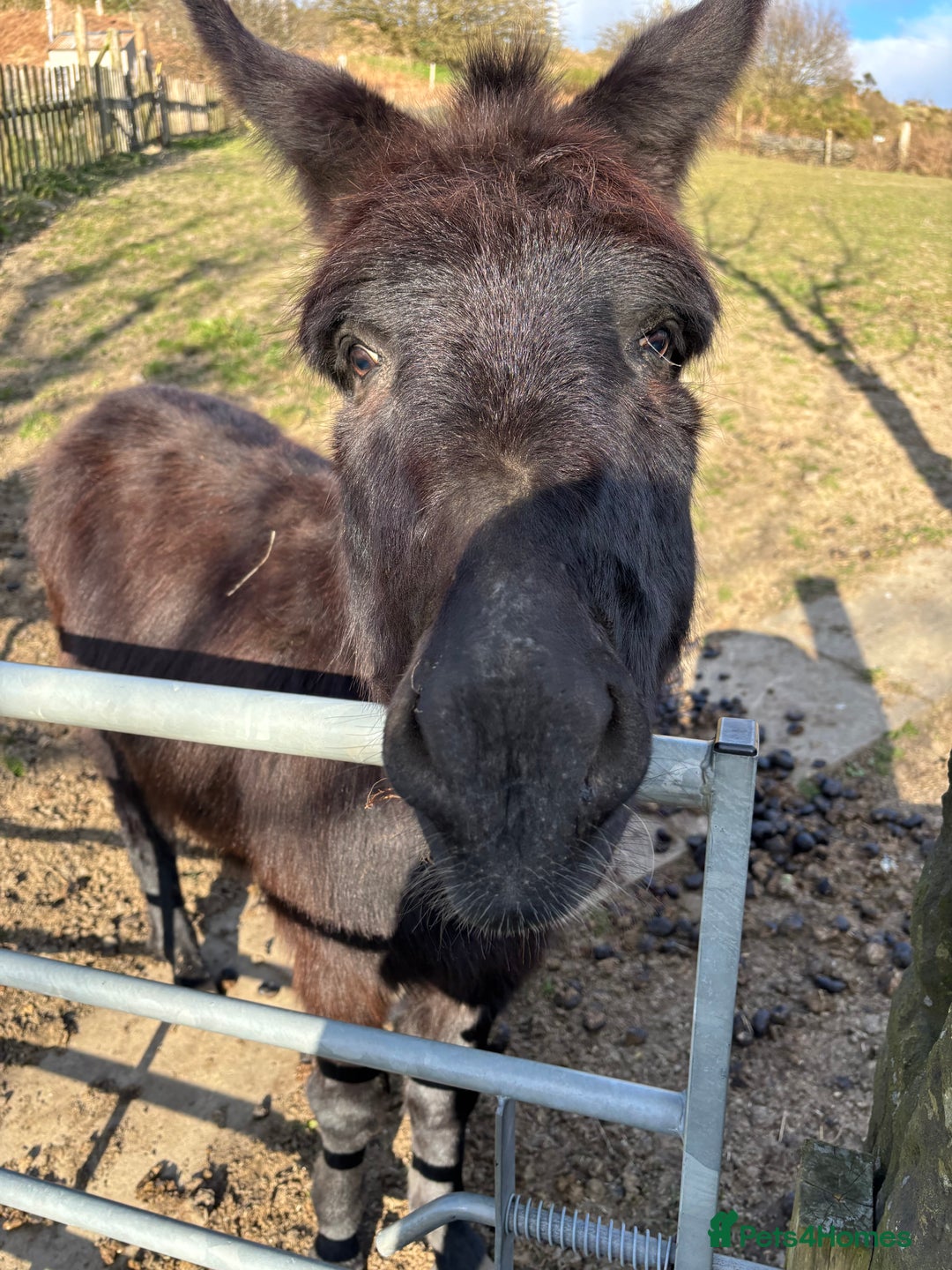 Donkey livestock for sale: Miniature Donkey & Standard Donkey  - Image 3
