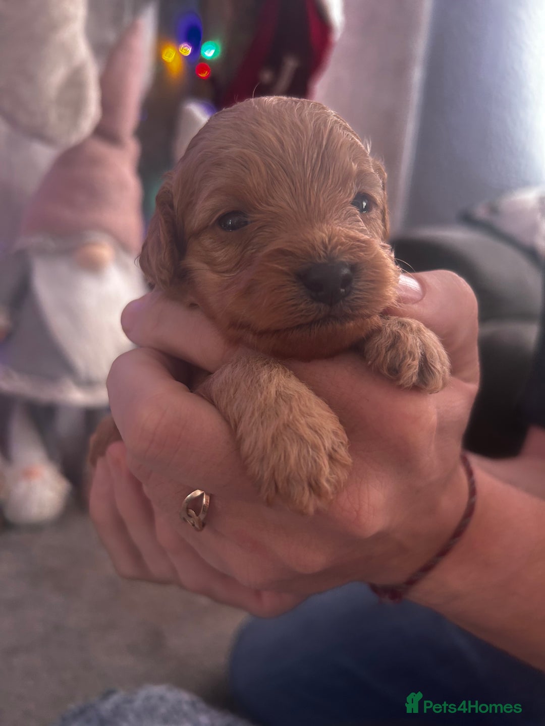 Cockapoo dogs for sale: Beautiful Cockapoo puppies  - Advert 12