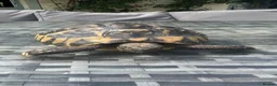 Tortoise reptiles for sale: Herman Tortoise - Advert 5