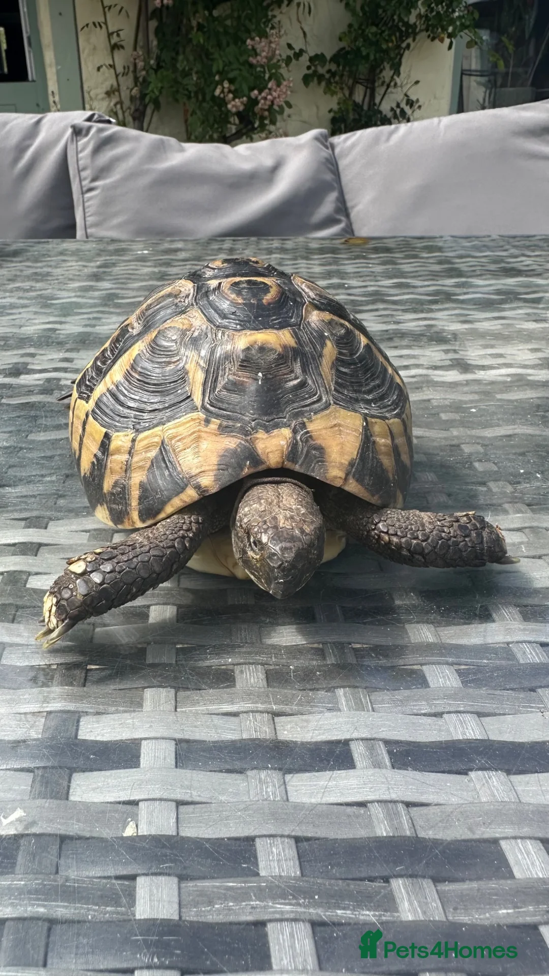 Tortoise reptiles for sale: Herman Tortoise - Advert 5