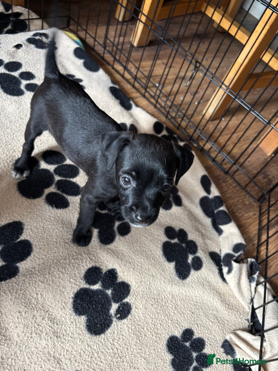 Mixed Breed dogs for sale: Border terrier x Patterdale terrier   - Image 16