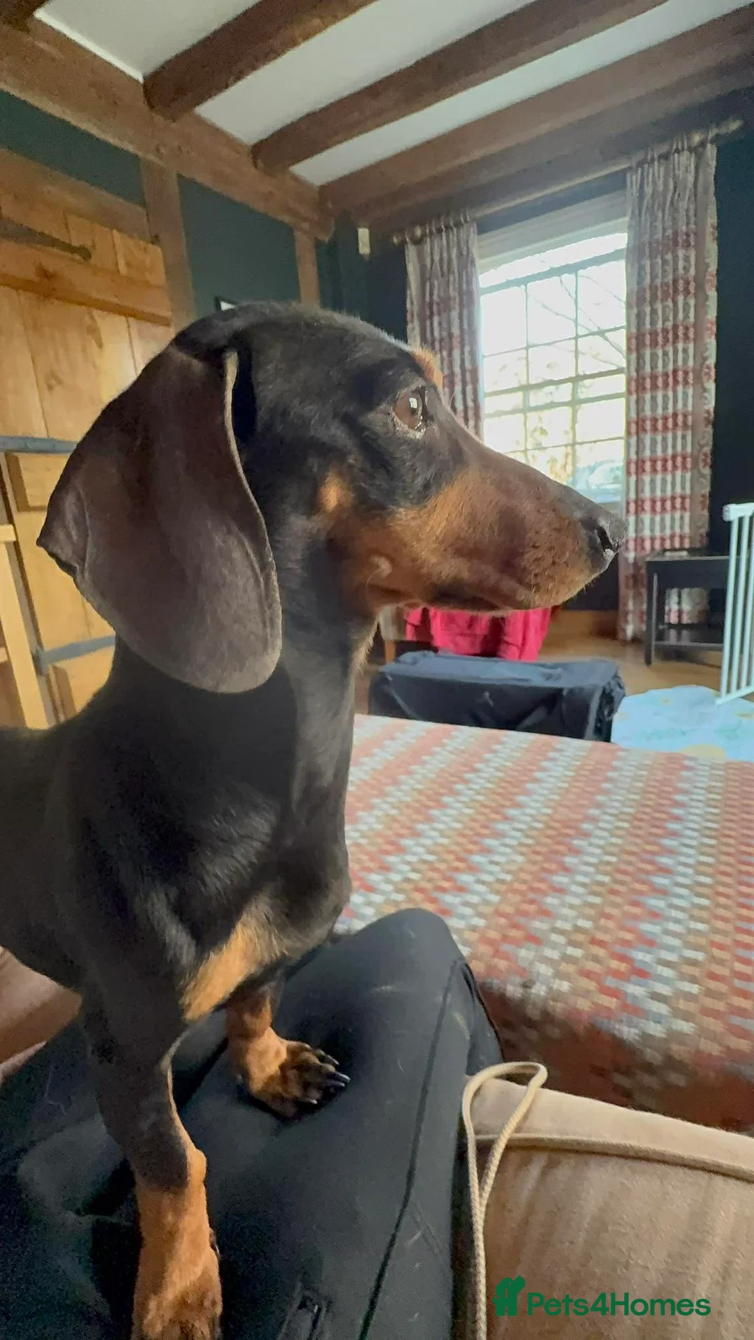 Dachshund dogs for adoption: DOTTY - Advert 1
