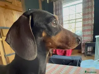 Dachshund dogs DOTTY - Advert 3