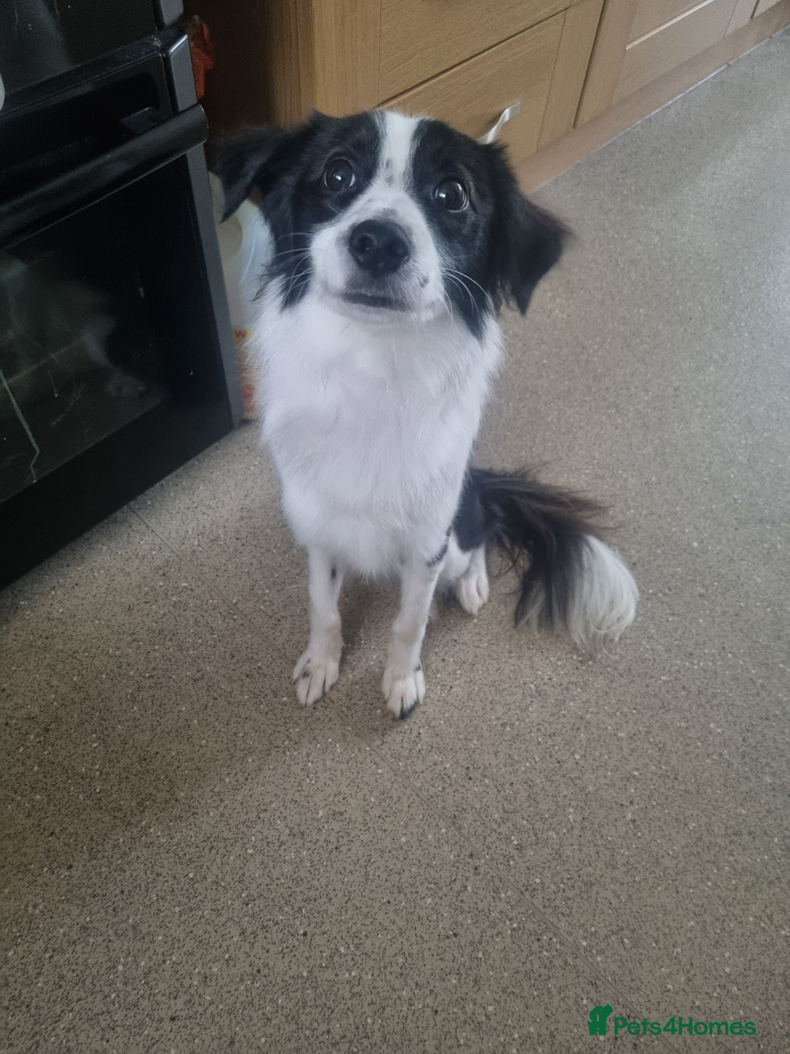 Mixed Breed dogs Dog for rehoming - Advert 2