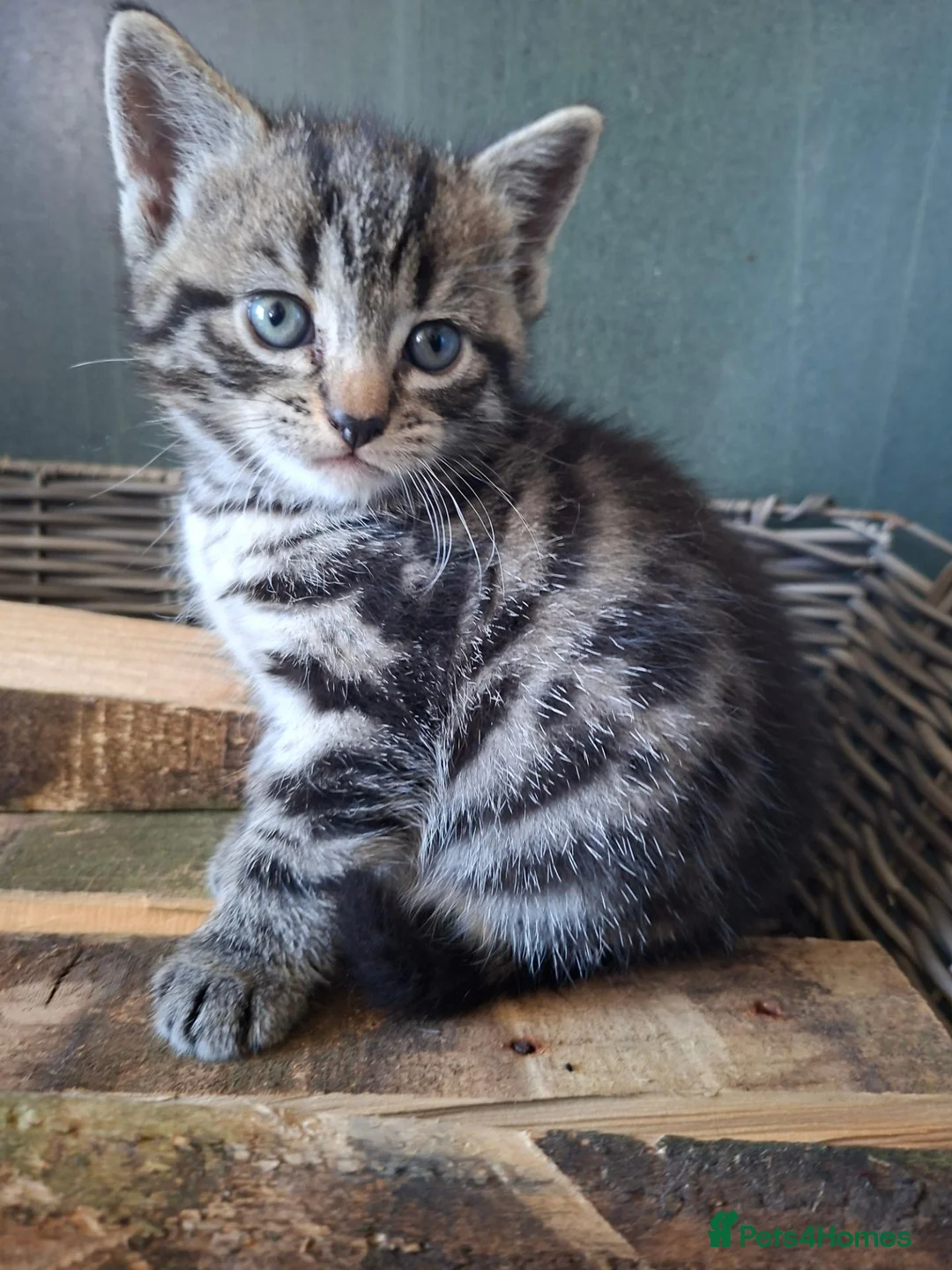 Domestic Shorthair cats for sale: Kittens for sale - Advert 2