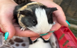 Guinea Pig rodents for sale: Guinea Pigs in Saxmundham - Image 3
