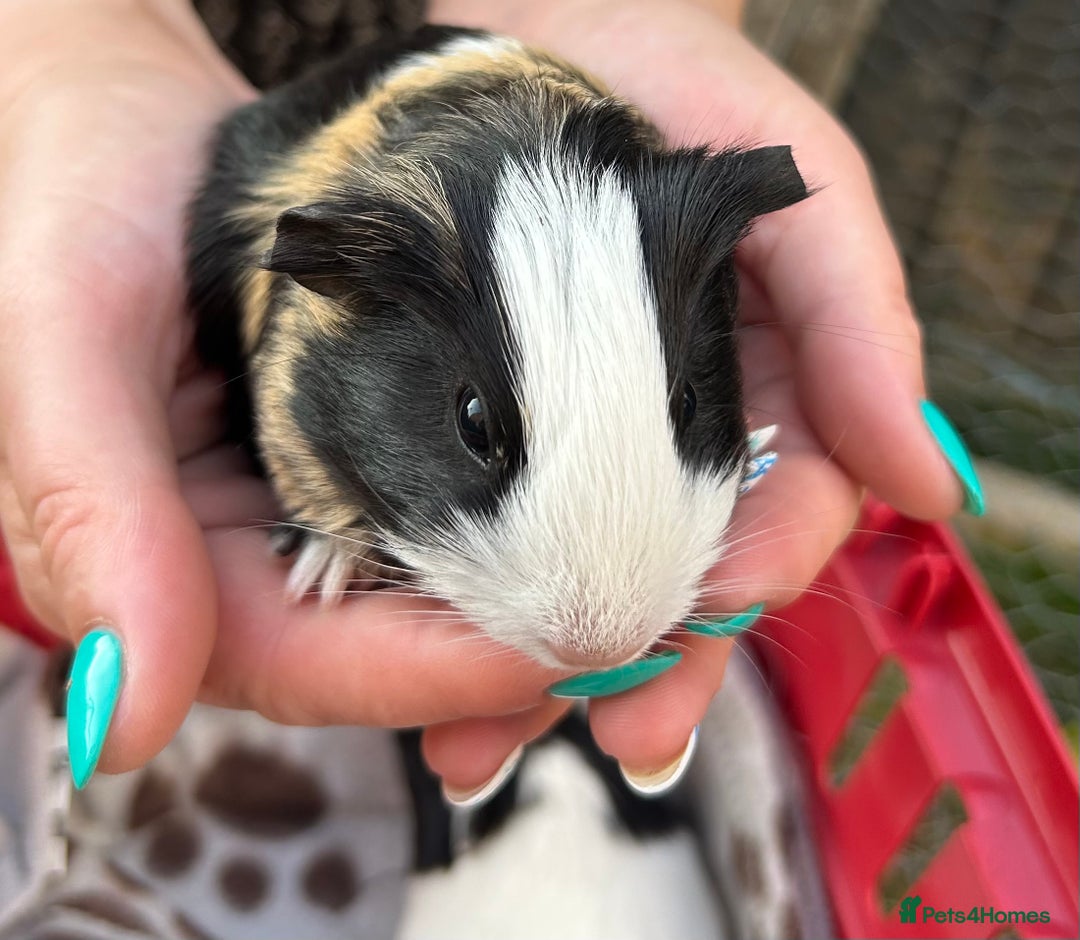 Guinea Pig rodents for sale: Guinea Pigs in Saxmundham - Image 3