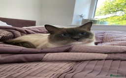 Ragdoll cats for sale: Super affectionate male ragdoll house cat - Advert 3