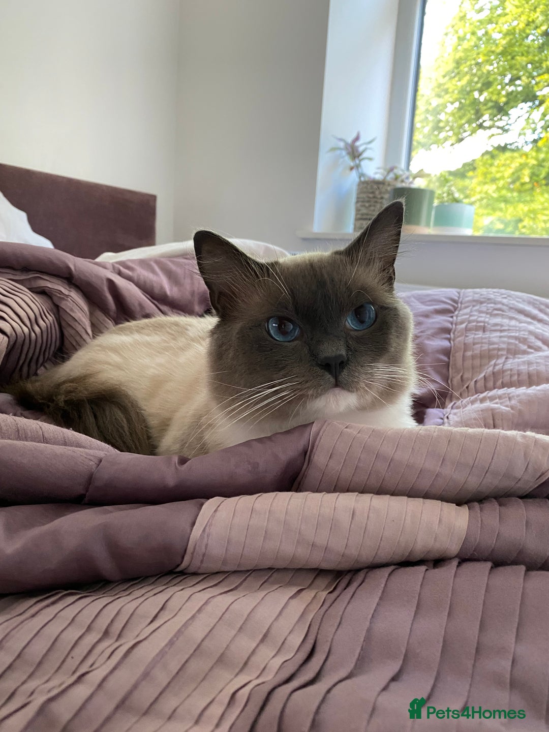 Ragdoll cats for sale: Super affectionate male ragdoll house cat - Advert 3