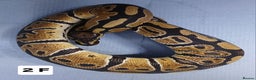 Python Snake reptiles for sale: Hatchling Royal Python's Females  - Advert 4
