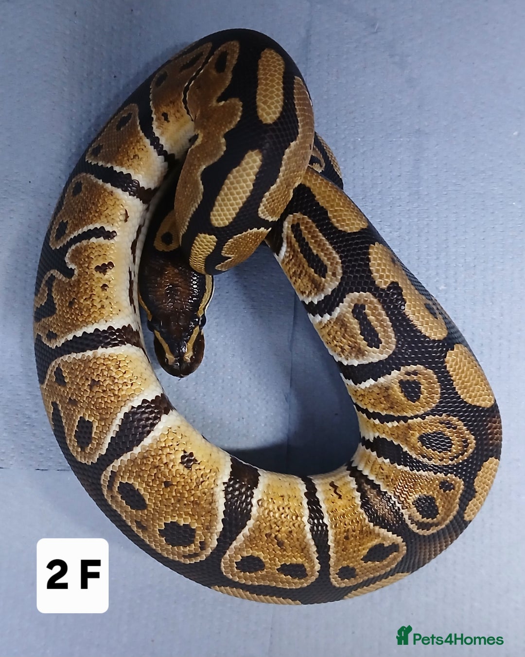 Python Snake reptiles for sale: Hatchling Royal Python's Females  - Advert 4