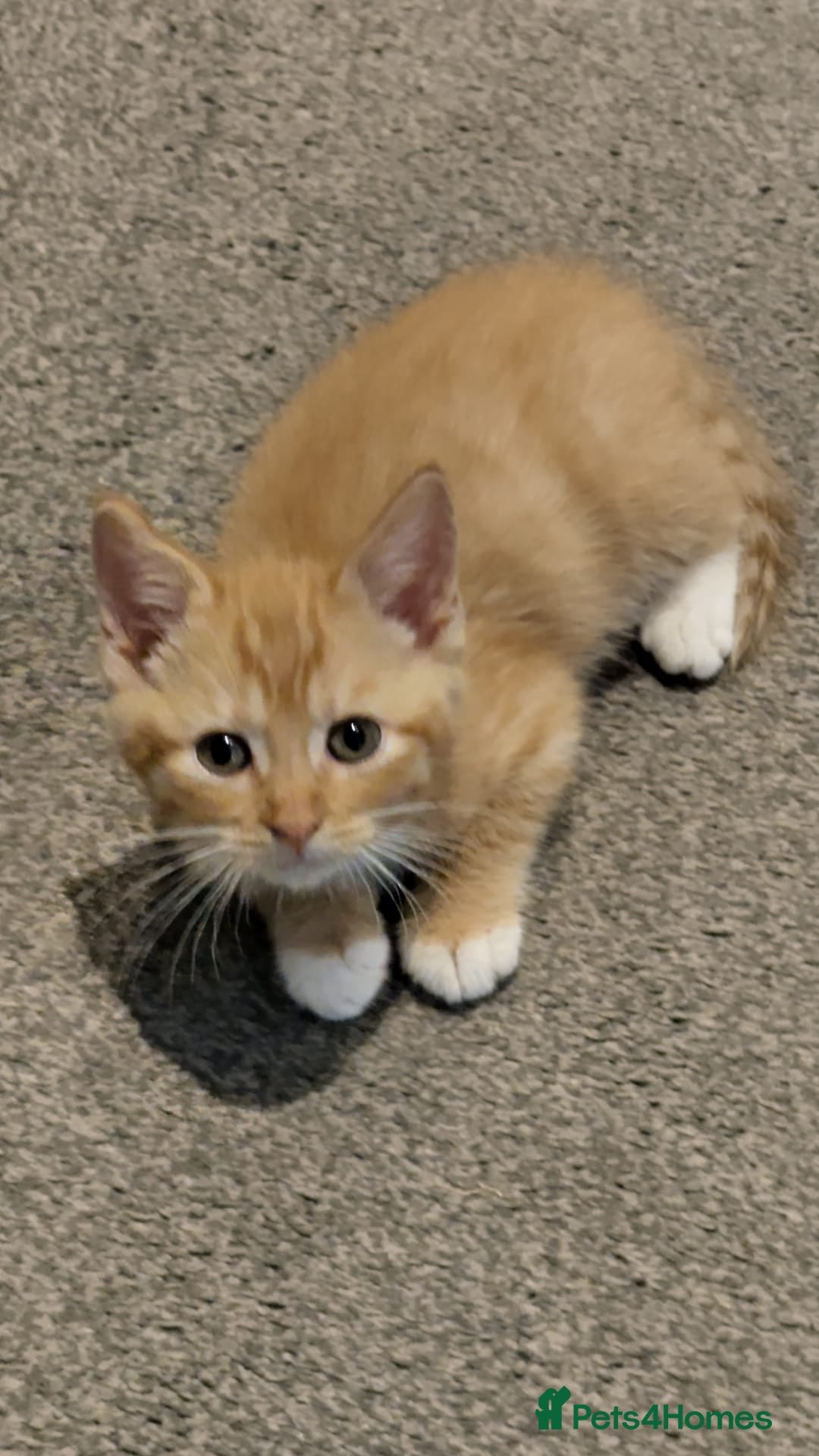 Mixed Breed cats Ginger male kitten - Advert 1