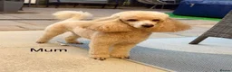 Toy Poodle dogs for sale: Beautiful KC Toy Poodle puppies  - Advert 9