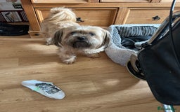 Shih Tzu dogs for sale: Stunning well trained male - Image 4