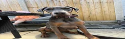 Dobermann dogs for sale: Female blue Doberman  - Advert 17