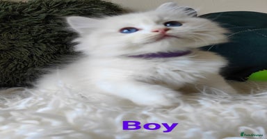 Ragdoll cats - Advert 8