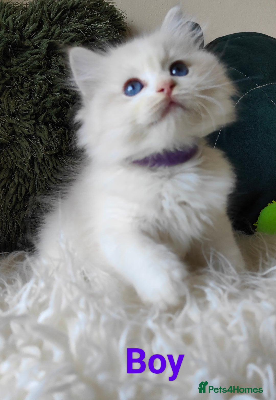 Ragdoll cats for sale: GCCF REGISTERED EUROPEAN LINE RAGDOLL KITTENS  - Image 3