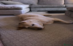 Mixed Breed dogs for sale: Harry - available for adoption  - Image 7