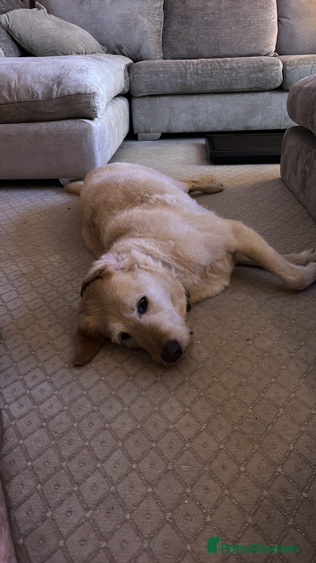 Mixed Breed dogs for sale: Harry - available for adoption  - Image 7