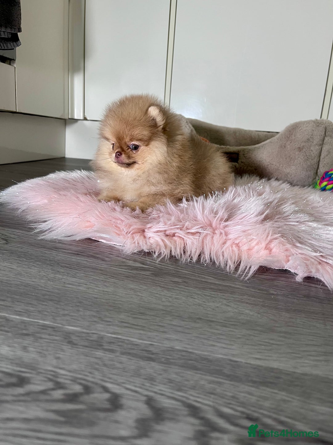 Pomeranian dogs for sale: 🐻Green eyed👁️Top Quality🔥 - Advert 12