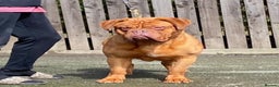 Dogue De Bordeaux dogs for stud: stud available in Carlisle - Advert 6