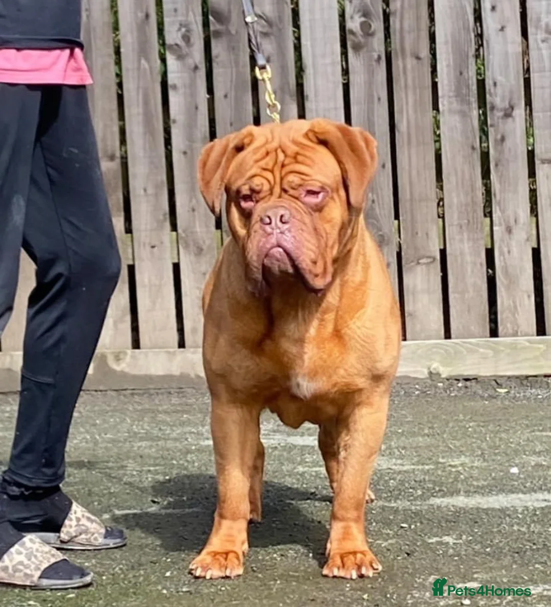 Dogue De Bordeaux dogs for stud: stud available in Carlisle - Advert 6
