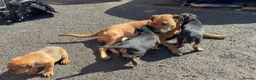Mixed Breed dogs for sale: Rottweiler / Black Mouth Cur Mix Puppies  - Advert 22
