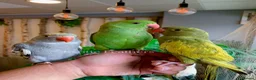 Ringnecks birds for sale: Hand Reared Baby Indian Ringneck Parrots For Sale - Advert 29